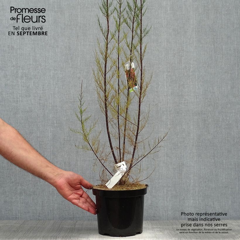 Esemplare di Tamarix ramosissima Rubra - Tamerice Vaso da 3L/4L come consegnato in autunno