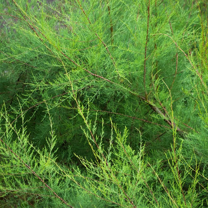 Tamarix gallica - Tamerice comune (Fogliame)