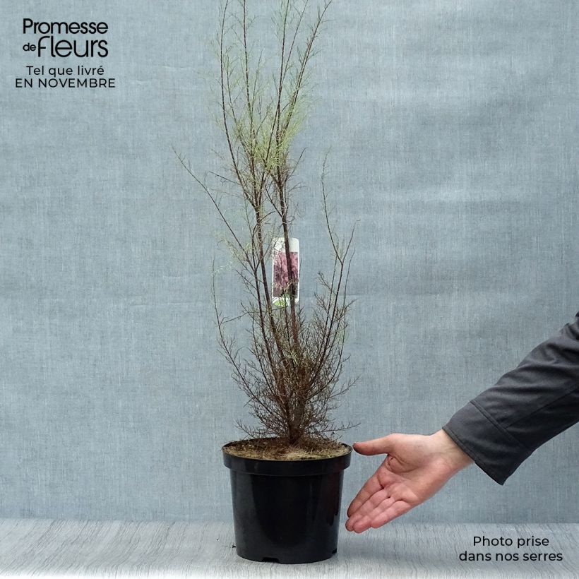Esemplare di Tamarix parviflora - Tamerice a fiori piccoli Vaso da 3L/4L come consegnato in autunno