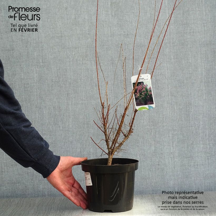 Tamarix ramosissima Pink Cascade - Tamerice Vaso da 2L/3L esemplare consegnato in inverno