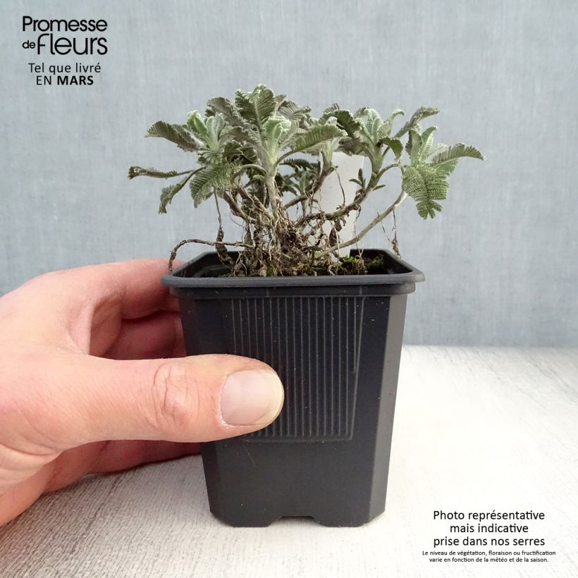 Tanacetum haradjanii - Tanaceto Vasetto da 7/8 cm esemplare consegnato in primavera