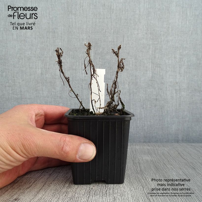 Tanacetum haradjanii - Tanaceto Vasetto da 7/8 cm esemplare consegnato in inverno