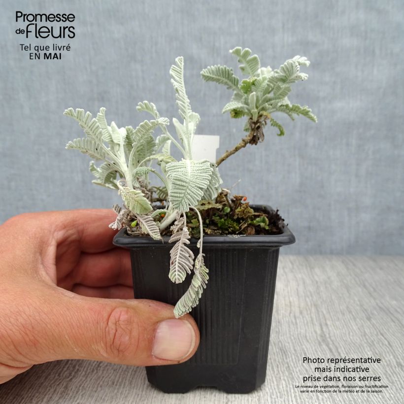 Tanacetum haradjanii Little Frosty - Tanaceto Vasetto da 8/9 cm esemplare consegnato in primavera