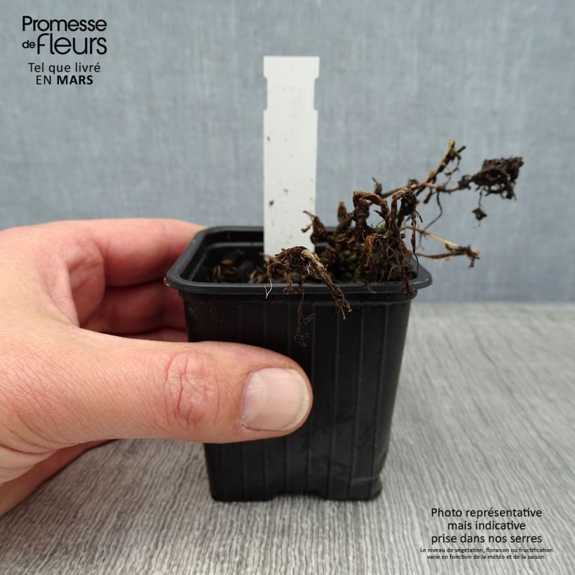 Tanacetum haradjanii Little Frosty - Tanaceto Vasetto da 8/9 cm esemplare consegnato in inverno