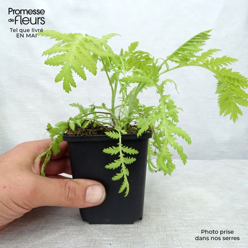 Tanacetum vulgare Isla Gold - Erba-amara selvatica Vasetto da 8/9 cm esemplare consegnato in primavera