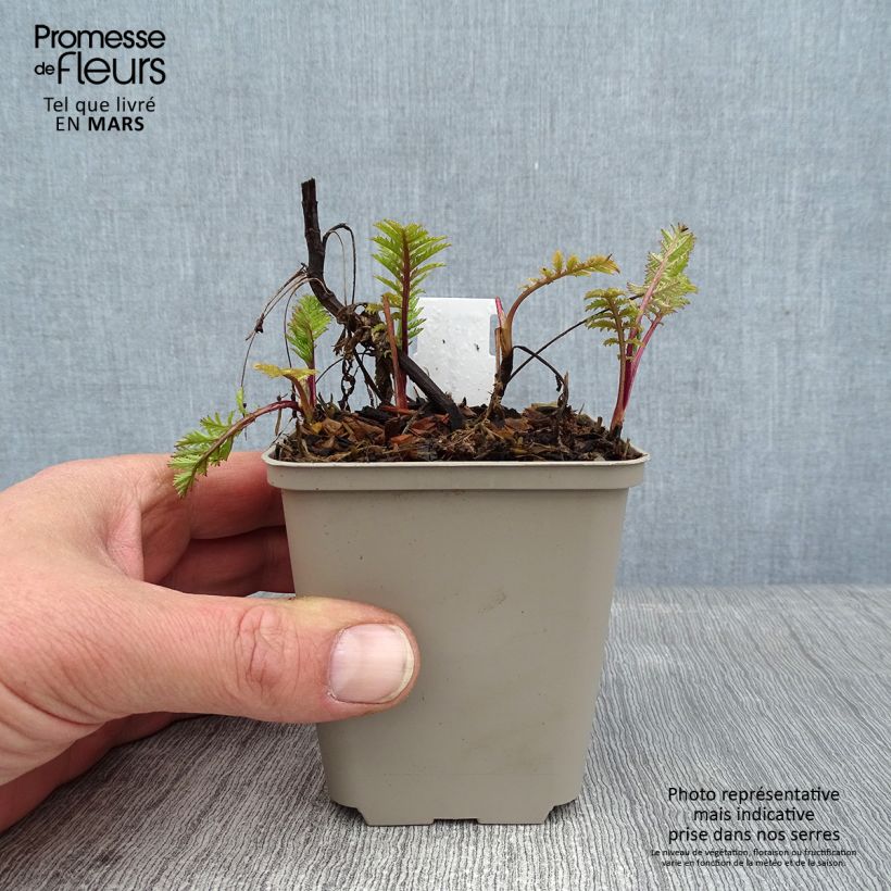 Tanacetum vulgare Isla Gold - Erba-amara selvatica Vasetto da 8/9 cm esemplare consegnato in inverno