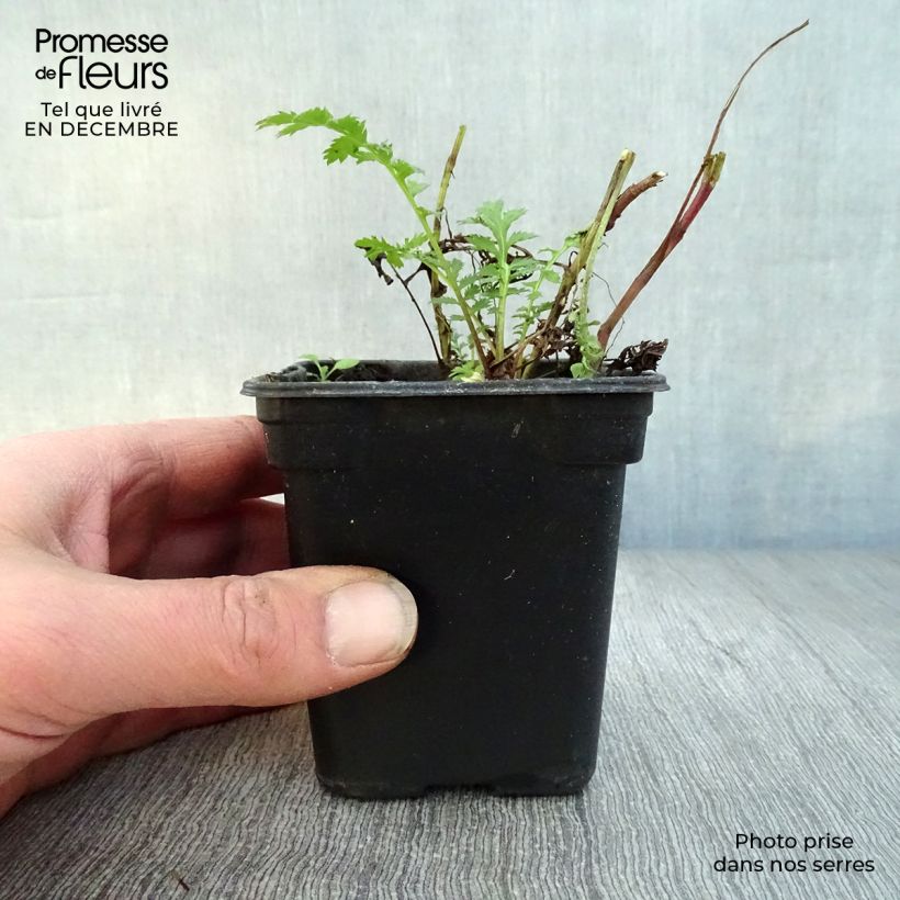 Tanacetum vulgare (in vasetto) - Erba-amara selvatica Vasetto da 8/9 cm esemplare consegnato in inverno