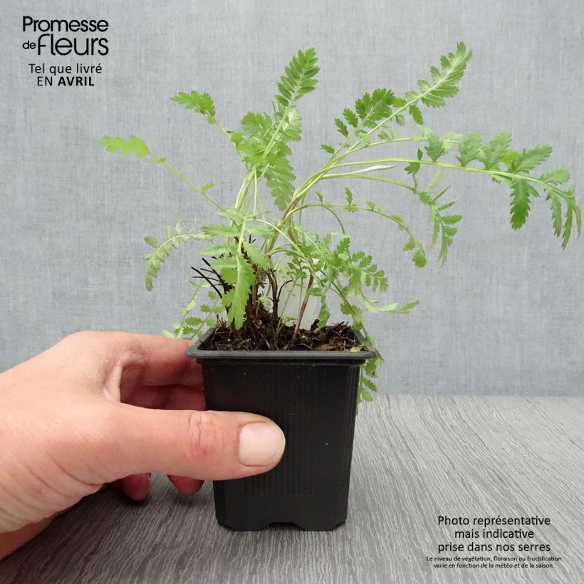 Tanacetum vulgare (in vasetto) - Erba-amara selvatica Vasetto da 8/9 cm esemplare consegnato in primavera