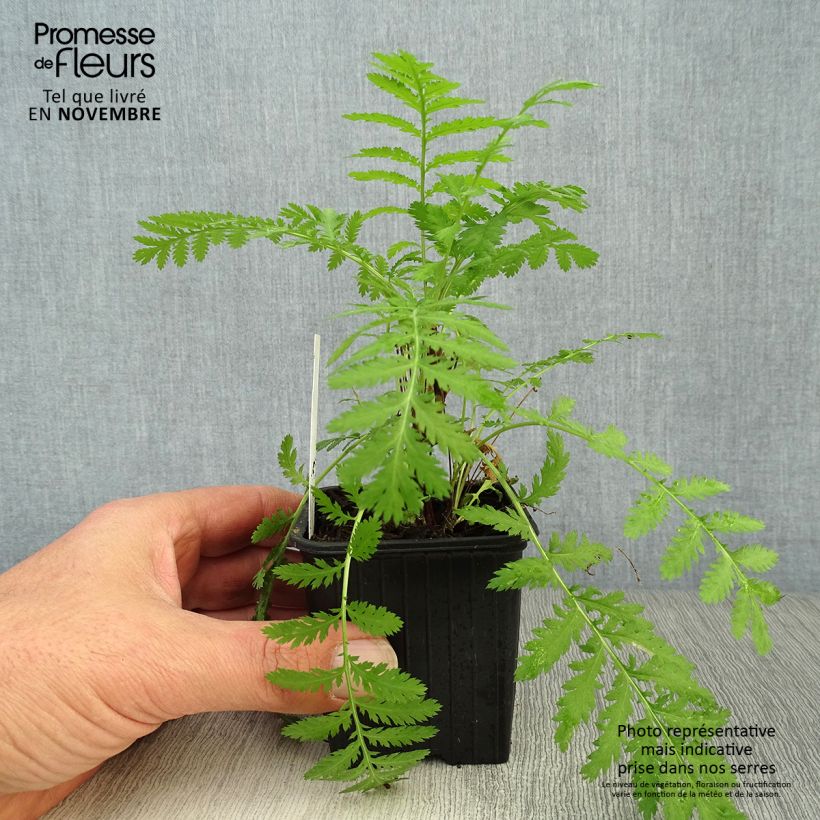 Esemplare di Tanacetum vulgare (in vasetto) - Erba-amara selvatica Vasetto da 8/9 cm come consegnato in autunno