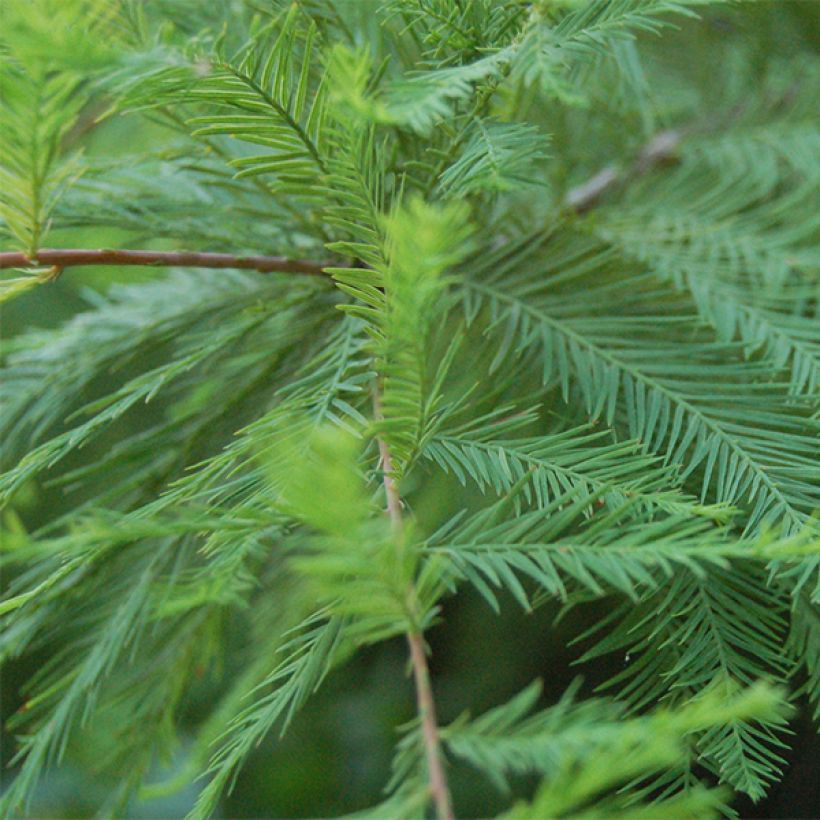 Taxodium distichum - Cipresso delle paludi (Fogliame)