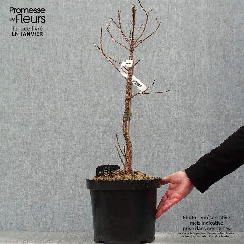 Taxodium distichum Pevé Minaret - Cipresso delle paludi Vaso da 6L/7L esemplare consegnato in inverno