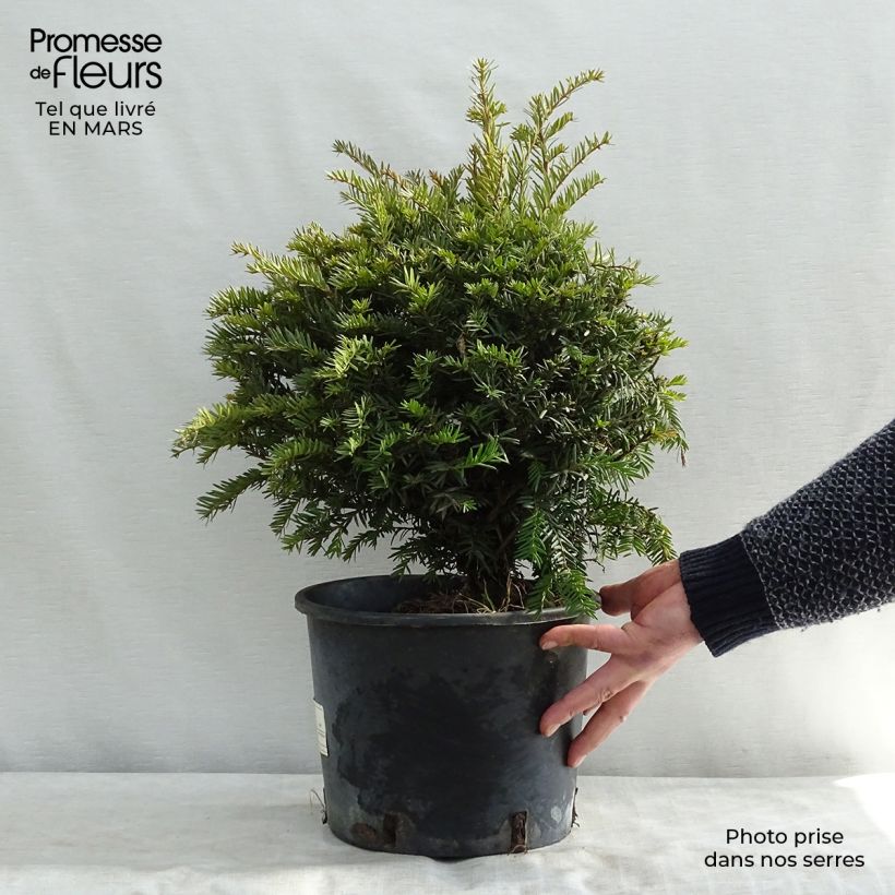Taxus baccata - Tasso comune Vaso da 4L/5L esemplare consegnato in inverno