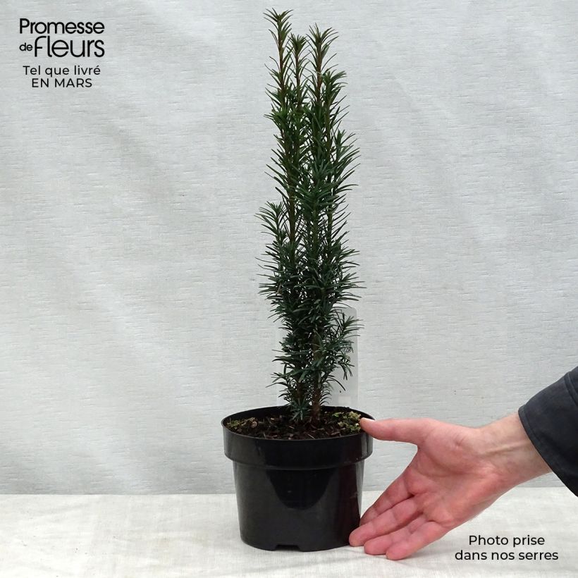 Taxus baccata Fastigiata Robusta - Tasso comune Vaso da 2L/3L esemplare consegnato in primavera