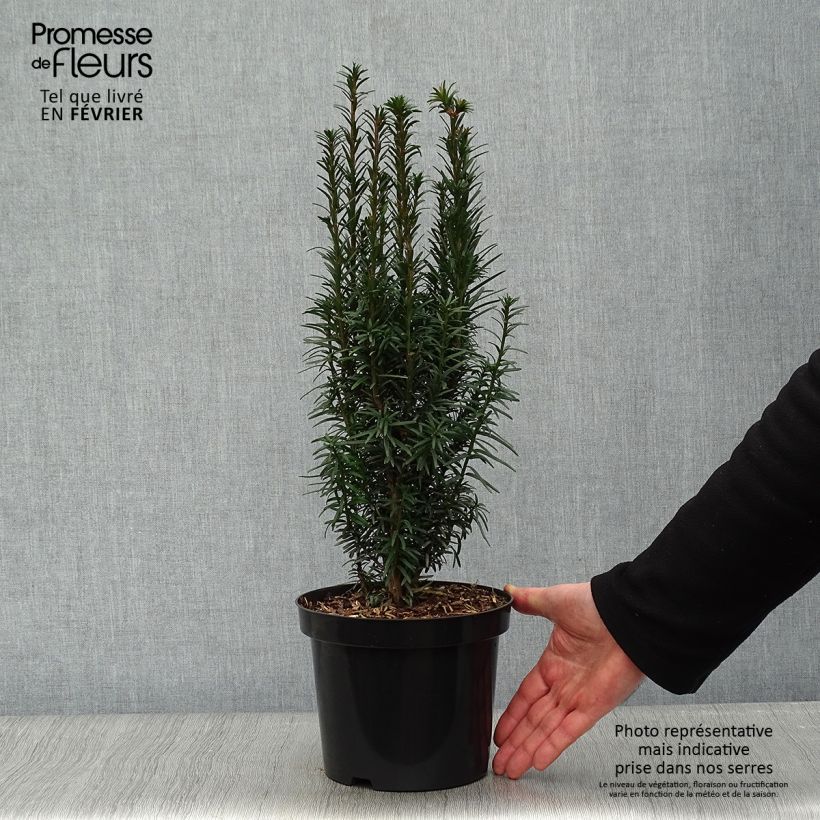 Taxus baccata Fastigiata Robusta - Tasso comune Vaso da 2L/3L esemplare consegnato in inverno