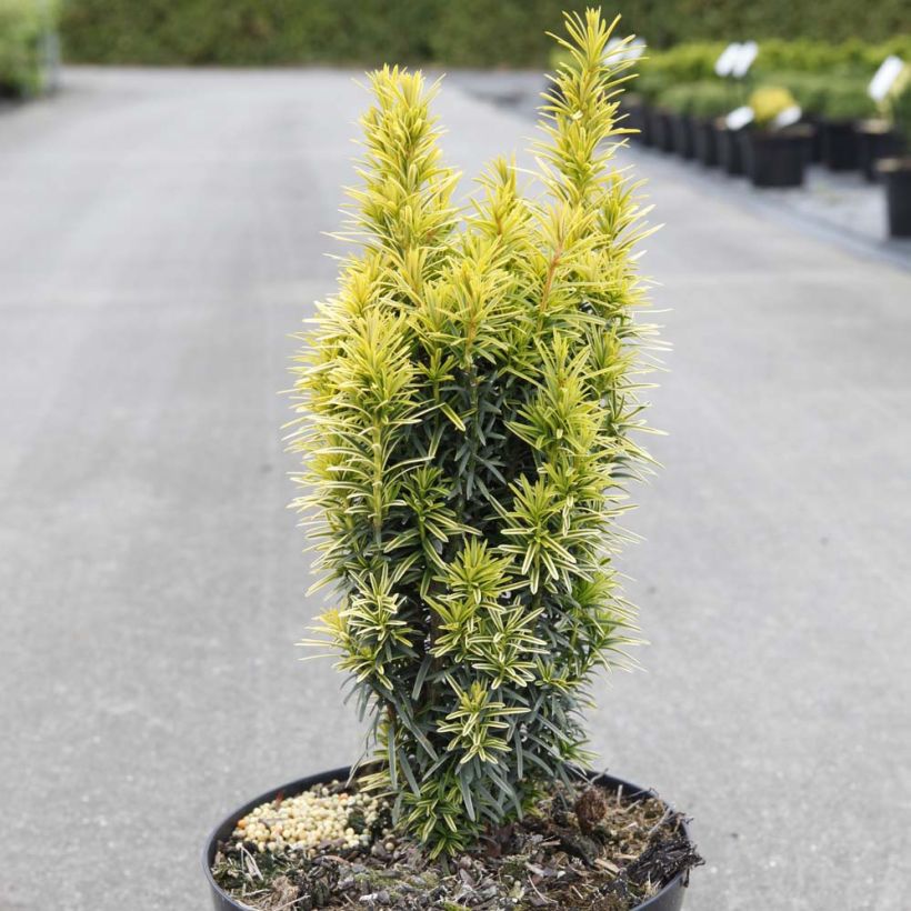 Taxus baccata Ivory Tower - Tasso comune (Porto)