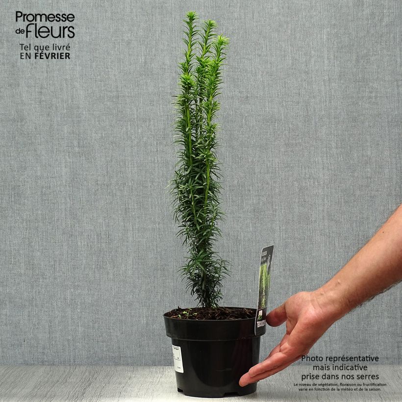 Esemplare di Taxus baccata Ivory Tower - Tasso comune Vaso da 2L/3L come consegnato in autunno