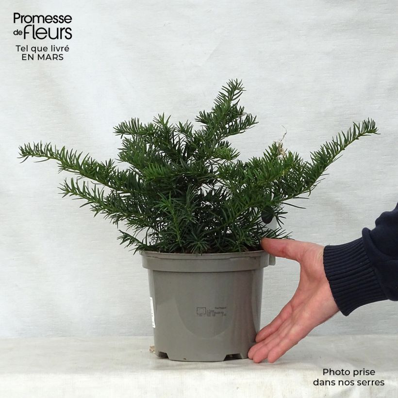 Taxus baccata Repandens - Tasso comune Vaso da 2L/3L esemplare consegnato in primavera