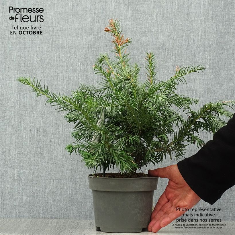 Esemplare di Taxus baccata Repandens - Tasso comune Vaso da 2L/3L come consegnato in autunno