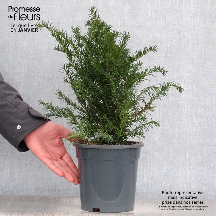 Taxus baccata Repandens - Tasso comune Vaso da 2L/3L esemplare consegnato in inverno