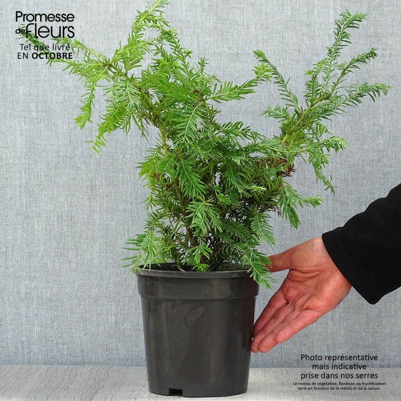 Esemplare di Taxus baccata Semperaurea - Tasso comune Vaso da 2L/3L come consegnato in autunno