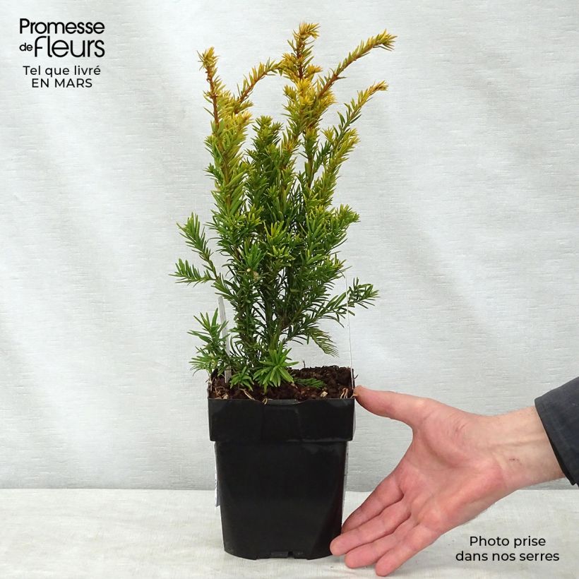 Taxus baccata Semperaurea - Tasso comune Vaso da 2L/3L esemplare consegnato in primavera