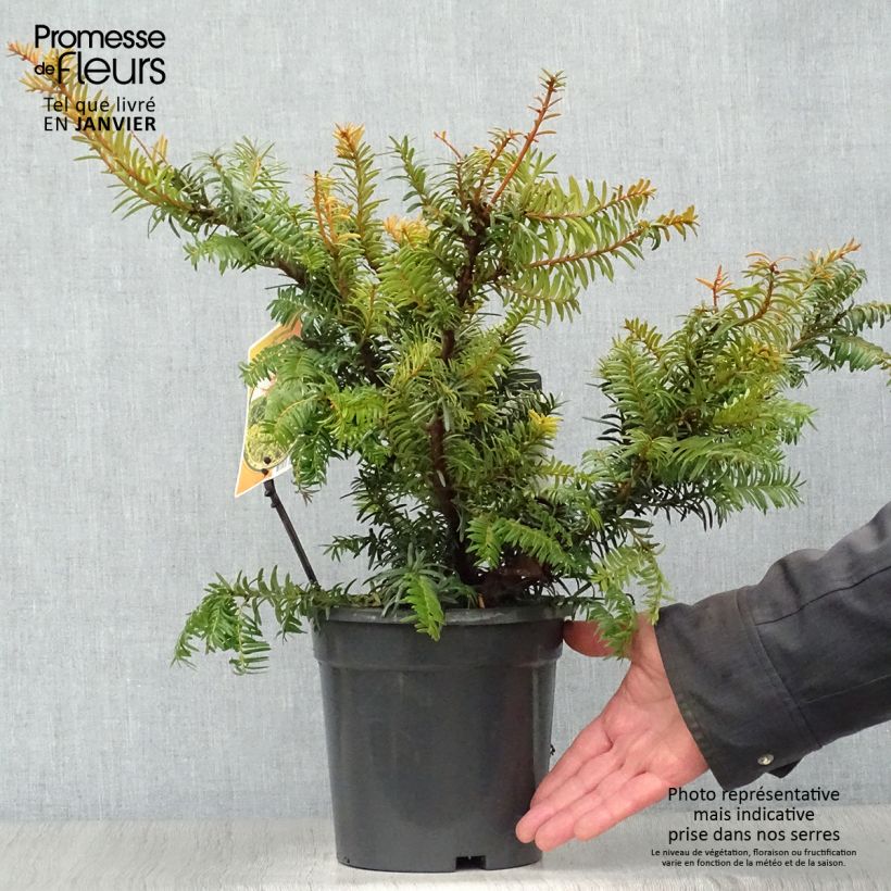 Taxus baccata Summergold - Tasso comune Vaso da 2L/3L esemplare consegnato in inverno