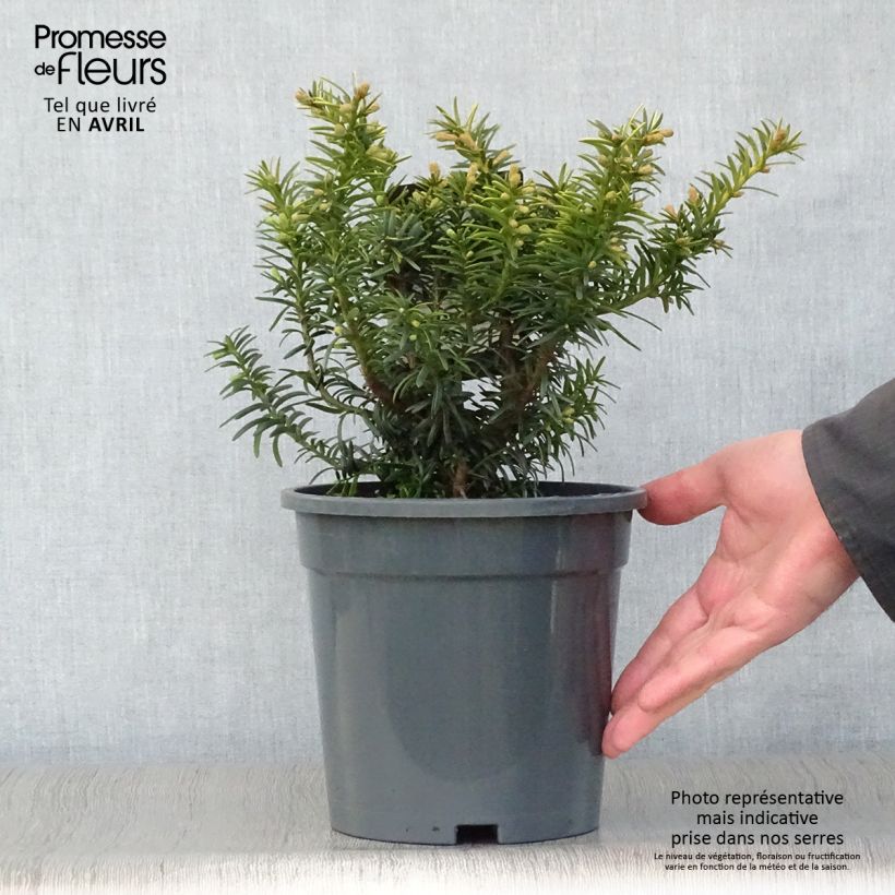 Taxus baccata Summergold - Tasso comune Vaso da 2L/3L esemplare consegnato in primavera