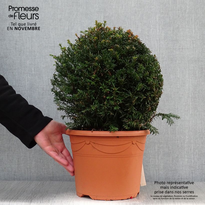 Esemplare di Taxus baccata - Tasso comune (palla) Vaso da 7,5L/10L come consegnato in autunno