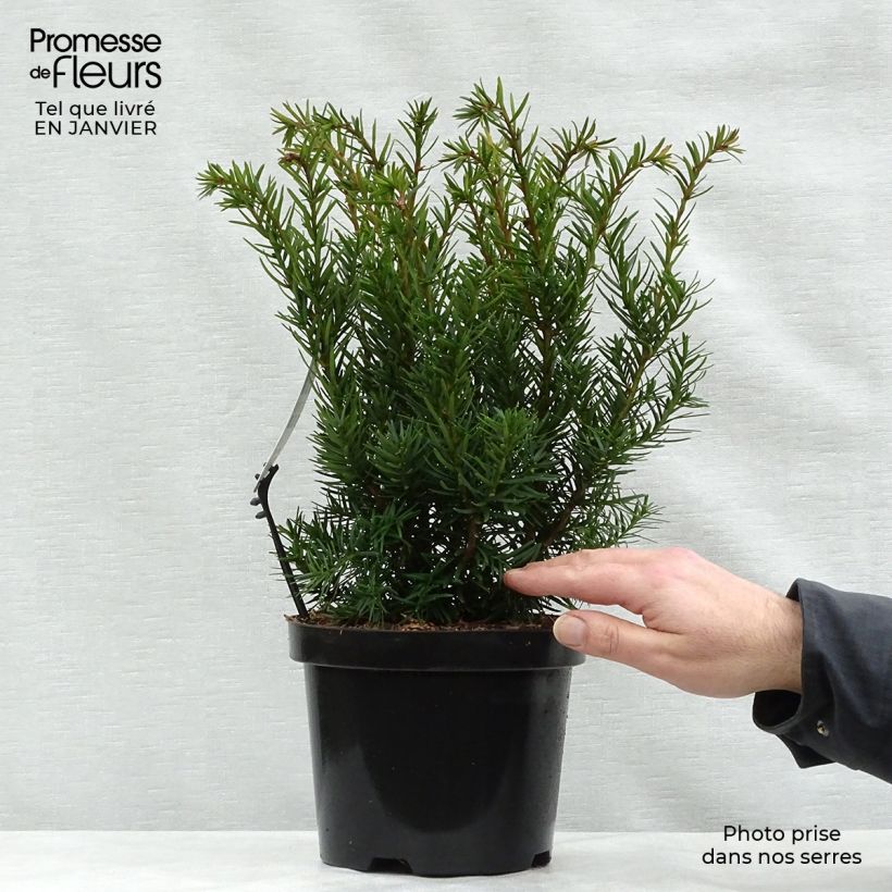 Taxus media Densiformis - Tasso Vaso da 2L/3L esemplare consegnato in inverno