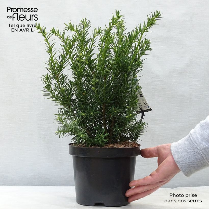 Taxus media Densiformis - Tasso Vaso da 2L/3L esemplare consegnato in primavera