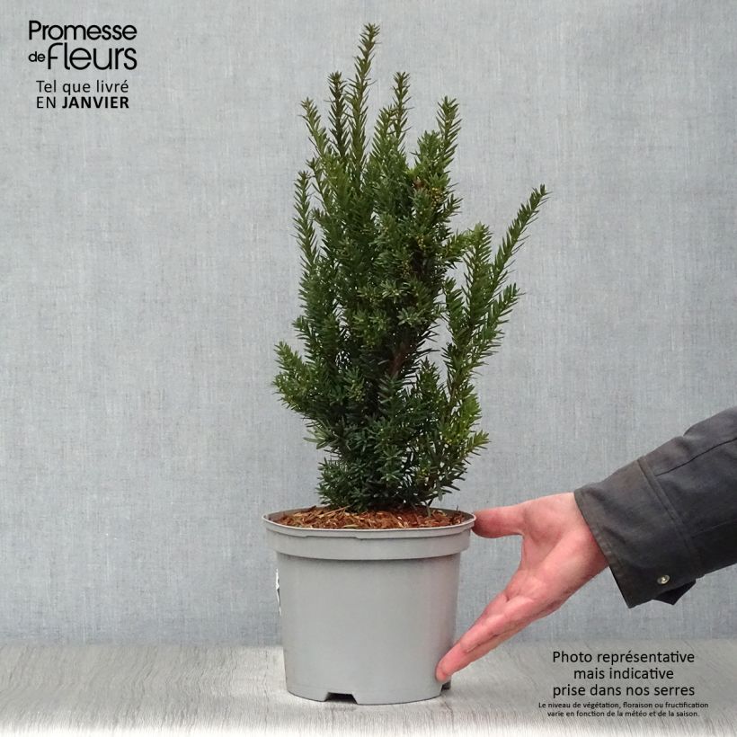 Taxus media Hillii - Tasso Vaso da 2L/3L esemplare consegnato in inverno