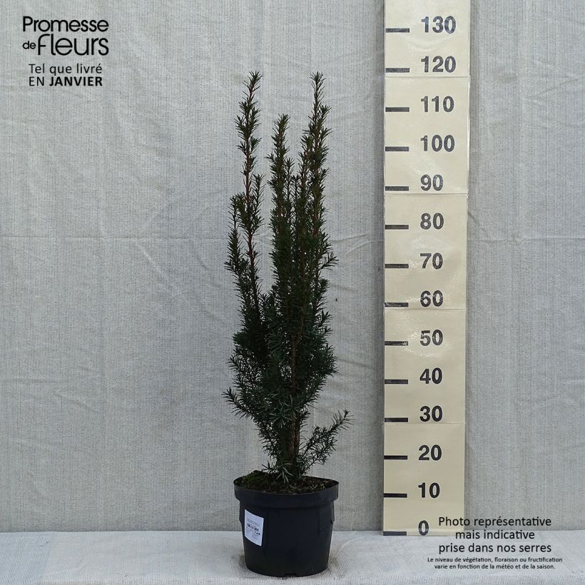 Taxus media Hicksii - Tasso Vaso da 7,5L/10L esemplare consegnato in inverno