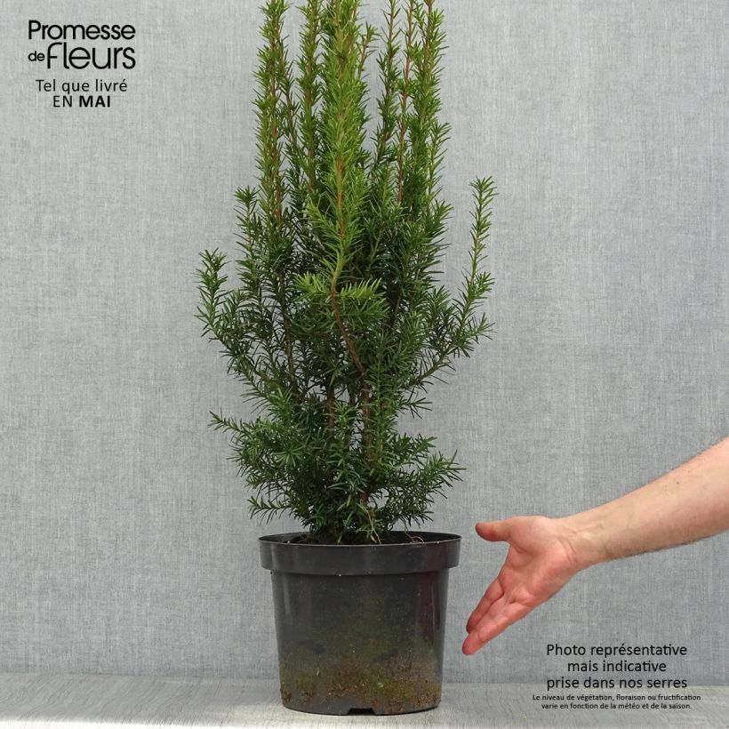 Taxus media Hicksii - Tasso Vaso da 7,5L/10L esemplare consegnato in primavera