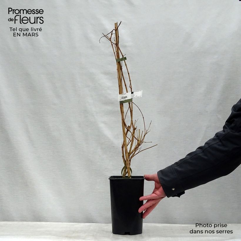 Tecoma capensis - Tecomaria del Capo Vaso da 2L/3L esemplare consegnato in inverno