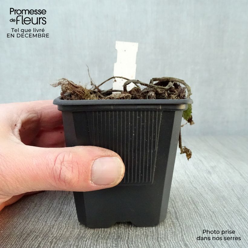 Telekia speciosa - Erba regina maggiore Vasetto da 8/9 cm esemplare consegnato in inverno