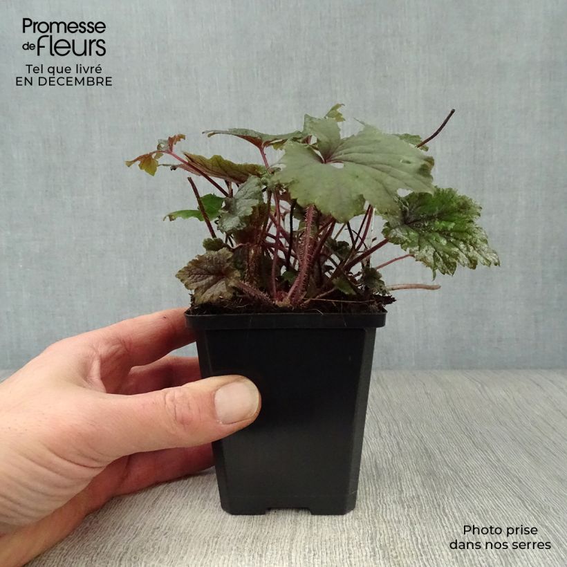 Tellima grandiflora Rubra Vasetto da 8/9 cm esemplare consegnato in inverno