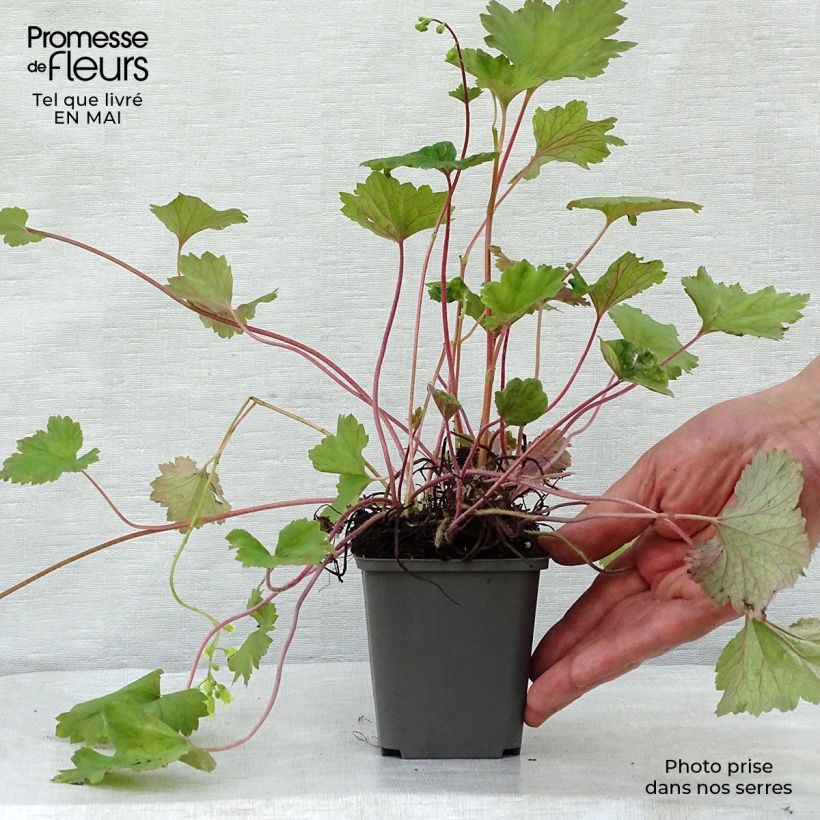 Tellima grandiflora Rubra Vasetto da 8/9 cm esemplare consegnato in primavera