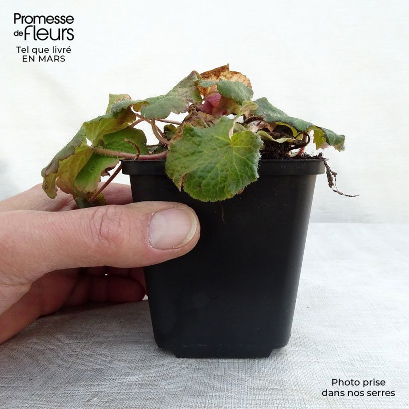 Tellima grandiflora Vasetto da 8/9 cm esemplare consegnato in inverno