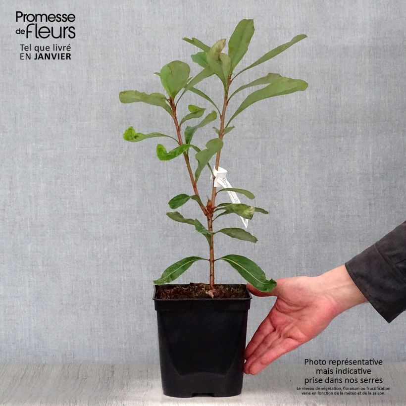 Telopea Emperor's Torch Vaso da 2L/3L esemplare consegnato in inverno