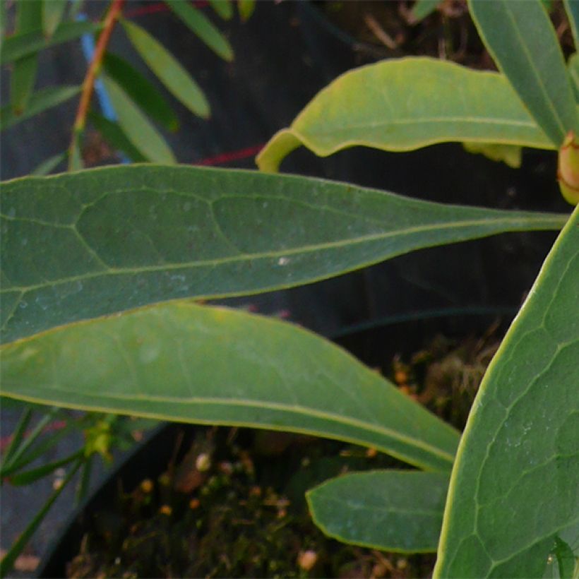 Telopea Emperor's Torch (Fogliame)