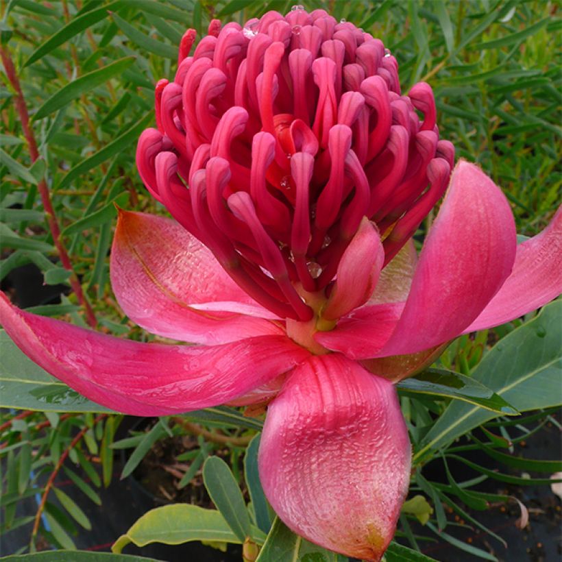 Telopea Emperor's Torch (Fioritura)