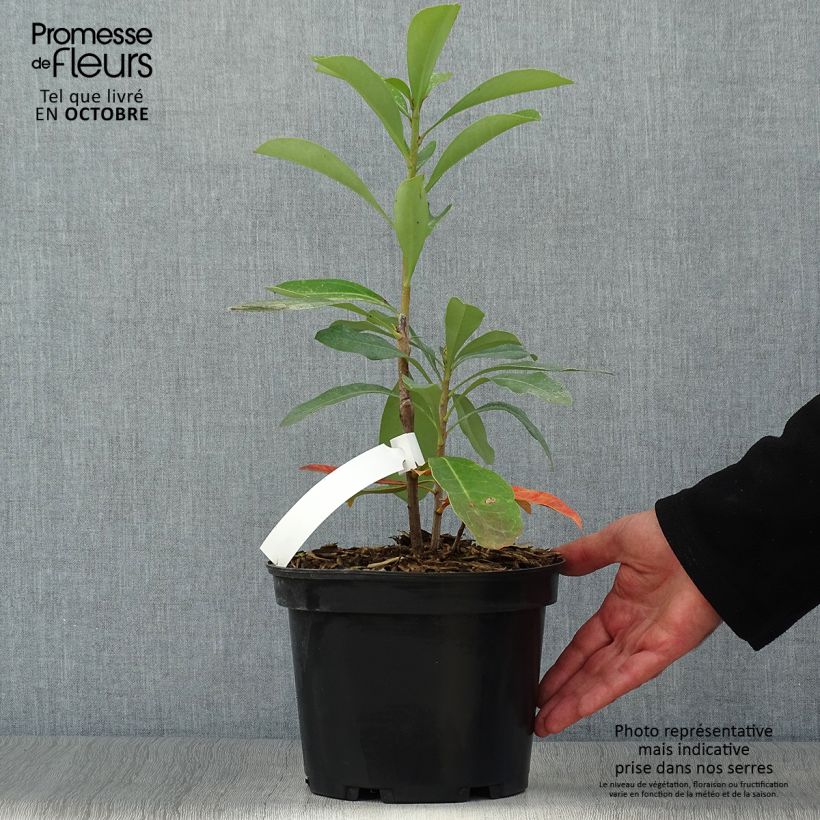Esemplare di Telopea Emperor's Torch Vaso da 2L/3L come consegnato in autunno