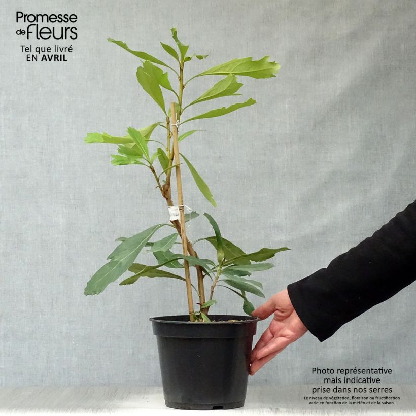 Telopea speciosissima Shady Lady Yellow Vaso da 4L/5L esemplare consegnato in primavera