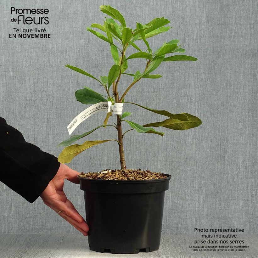 Esemplare di Telopea speciosissima Shady Lady Yellow Vaso da 4L/5L come consegnato in autunno