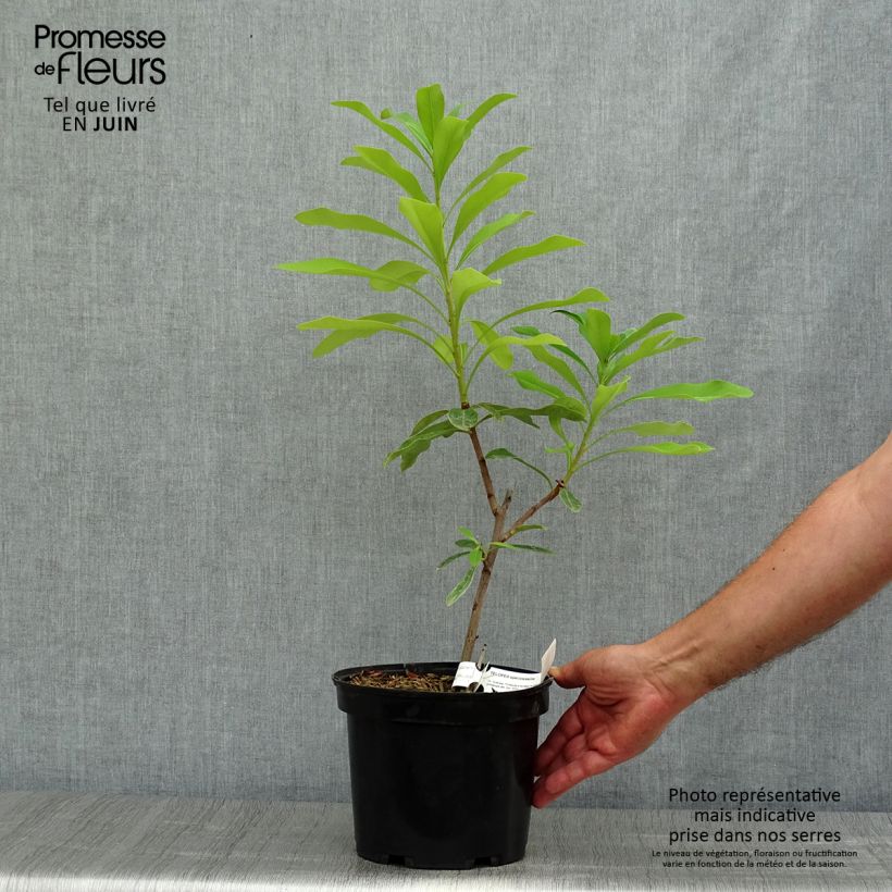Esemplare di Telopea speciosissima - Waratah Vaso da 4L/5L consegnato in estate
