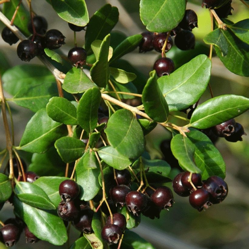 Temu divaricatum Heaven Scent (Raccolta)