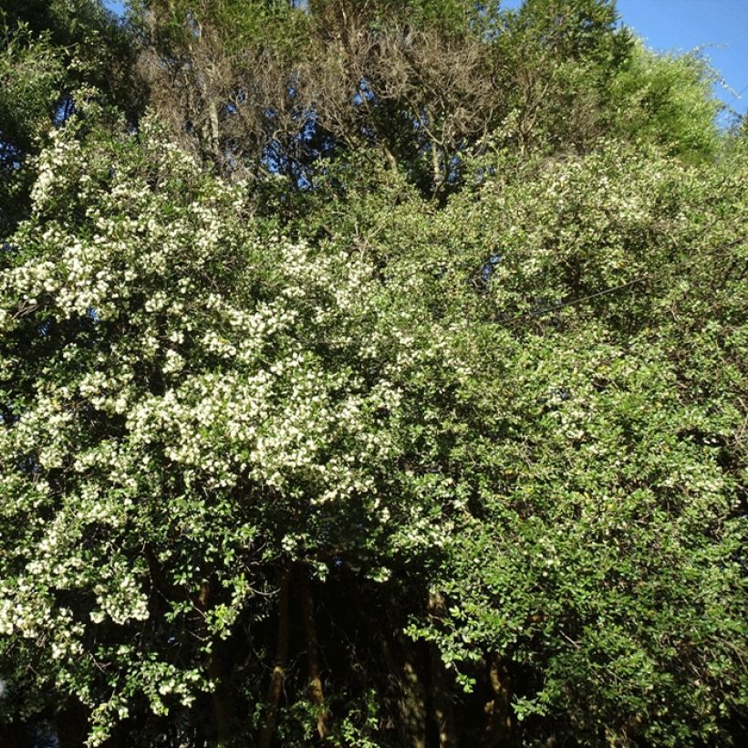 Temu divaricatum Heaven Scent (Porto)
