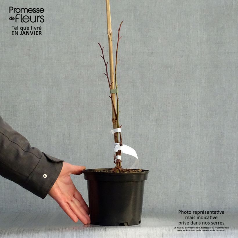 Tetracentron sinense Vaso da 2L/3L esemplare consegnato in inverno