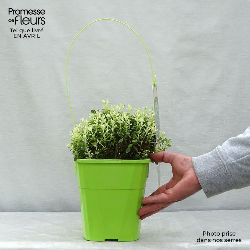 Teucrium lucidrys Lucky Gold Vaso da 4L/5L esemplare consegnato in primavera