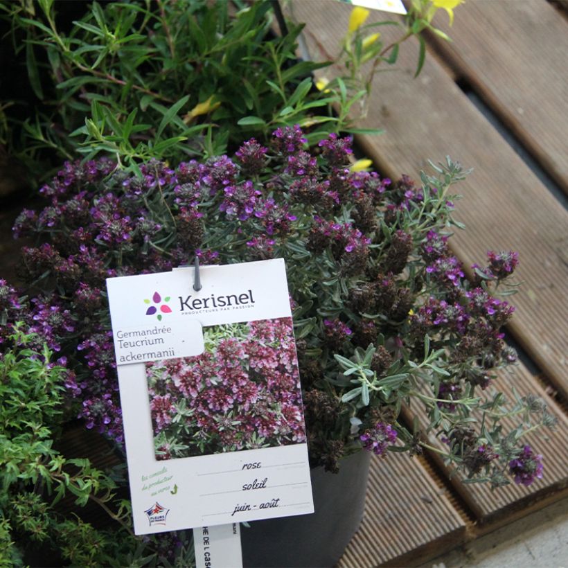 Teucrium ackermannii (Porto)